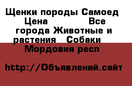 Щенки породы Самоед › Цена ­ 20 000 - Все города Животные и растения » Собаки   . Мордовия респ.